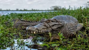 Como engolir pedras de propósito ajuda jacarés e crocodilos a viverem melhor
