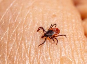 Após quatro mortes suspeitas de febre maculosa, Prefeitura da Estância de Amparo decreta emergência em saúde pública