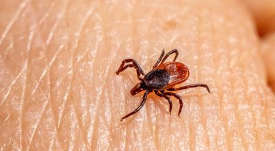 Após quatro mortes suspeitas de febre maculosa, Prefeitura da Estância de Amparo decreta emergência em saúde pública