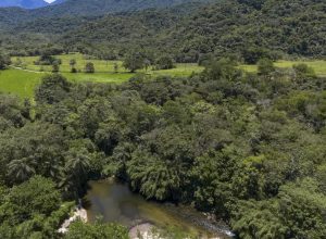 Brasil diminui em 43% área de vegetação nativa fragmentada