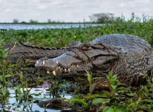 Como engolir pedras de propósito ajuda jacarés e crocodilos a viverem melhor