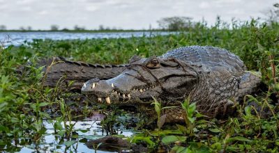 Como engolir pedras de propósito ajuda jacarés e crocodilos a viverem melhor