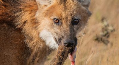 Lobo-guará é flagrado devorando urutu-cruzeiro na Serra da Canastra