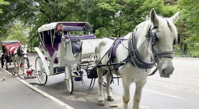 Nova York proíbe passeios com carruagens puxadas por cavalos